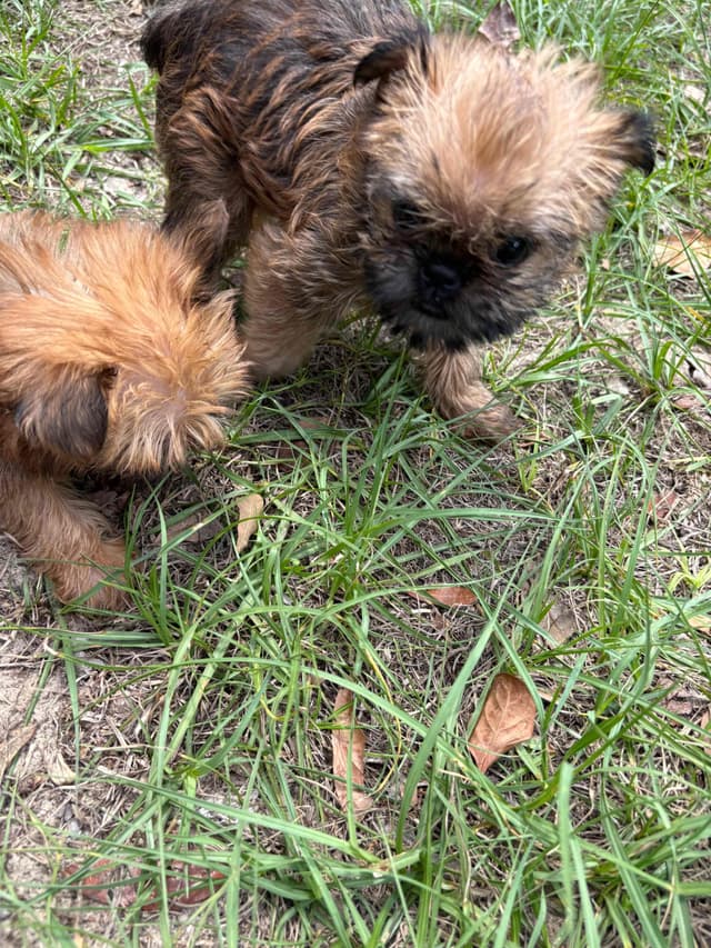 Brussels Griffon Puppies media 16