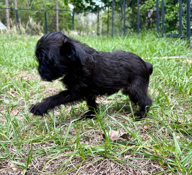 Brussels Griffon Puppies media 17