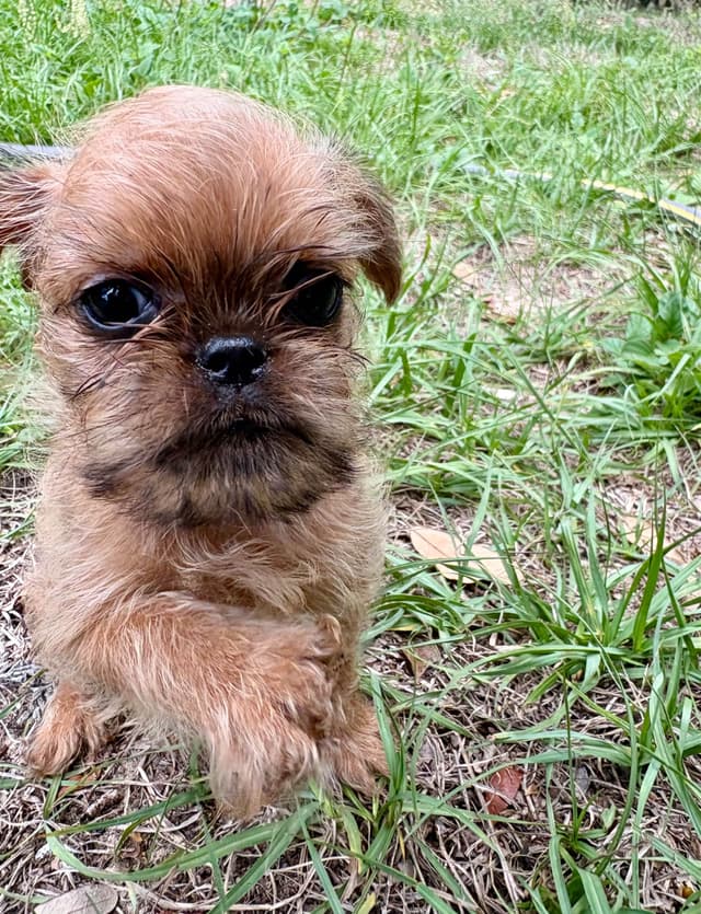 Brussels Griffon Puppies media 19