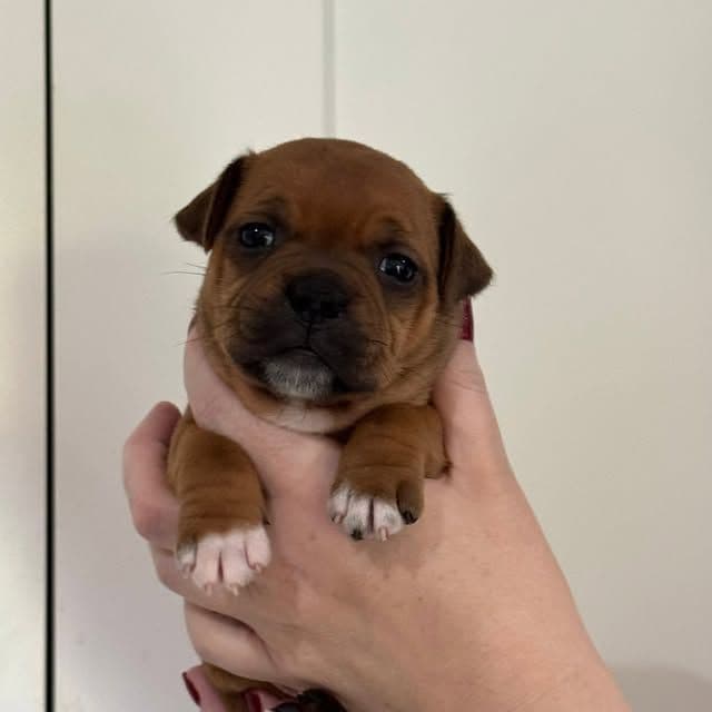 Staffordshire Bull Terrier Puppies media 2