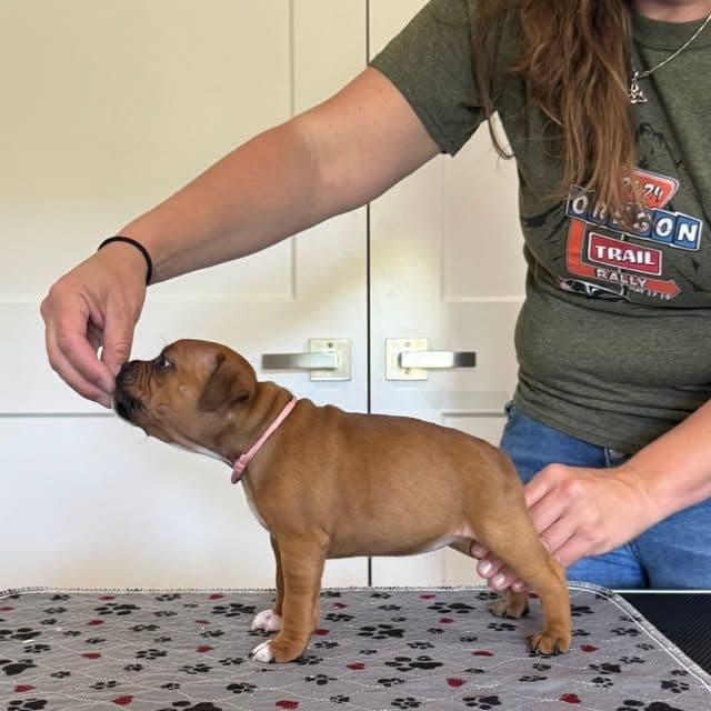 Staffordshire Bull Terrier Puppies media 3