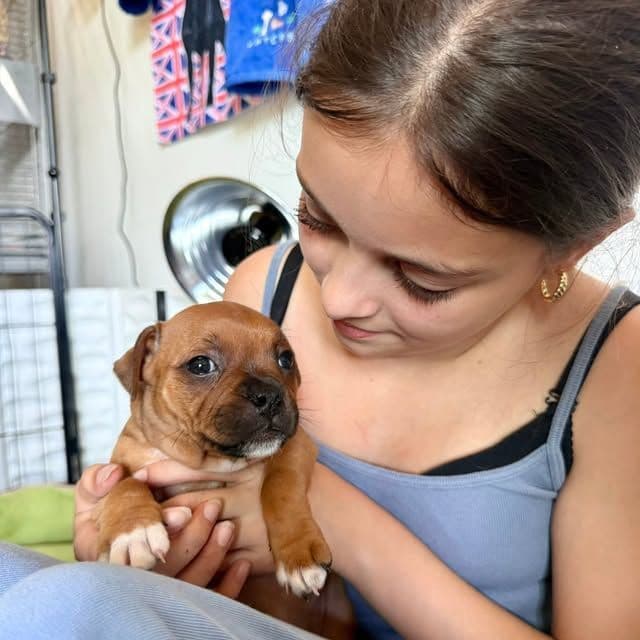 Staffordshire Bull Terrier Puppies media 6