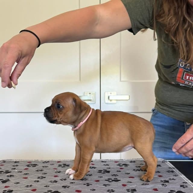 Staffordshire Bull Terrier Puppies media 9