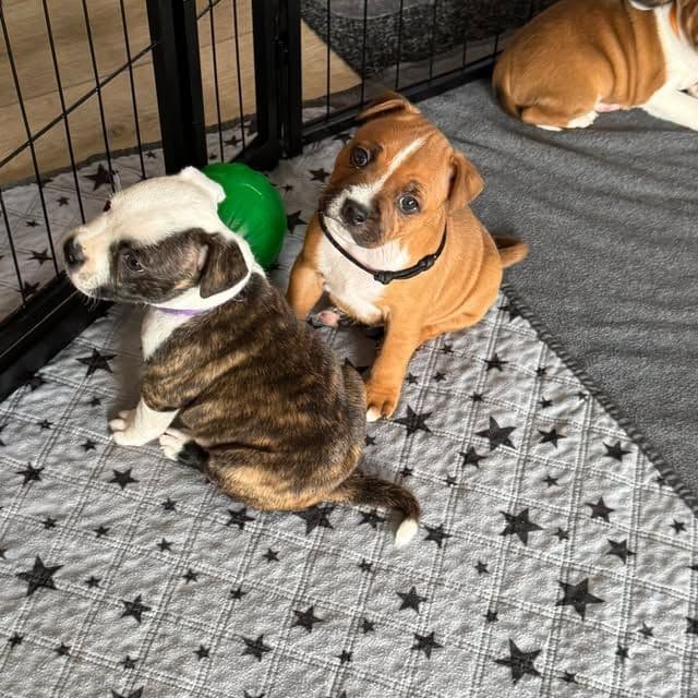 Staffordshire Bull Terrier Puppies media 7