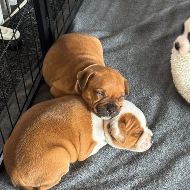 Staffordshire Bull Terrier Puppies media 11