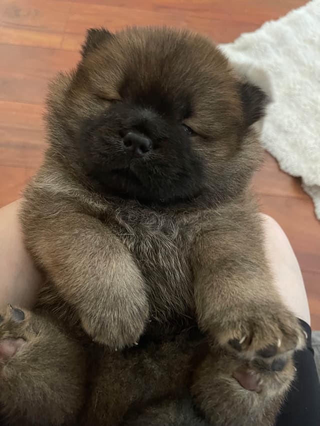 Chow Chow Puppies media 3