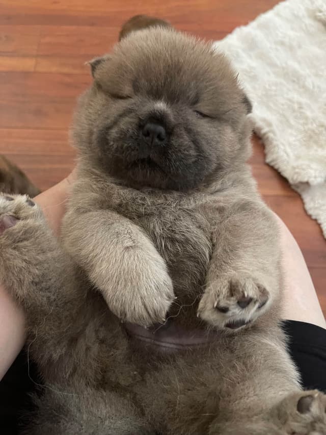 Chow Chow Puppies media 2