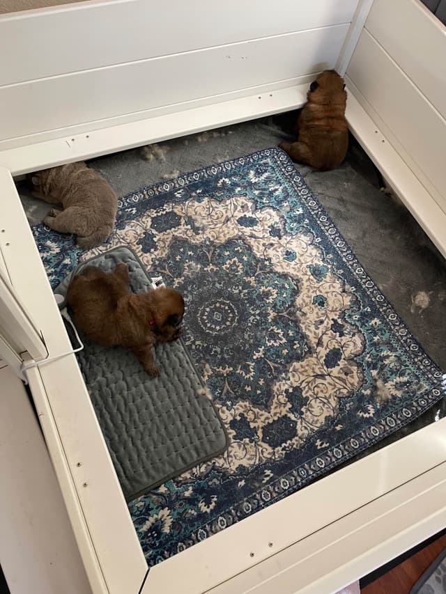 Chow Chow Puppies media 4