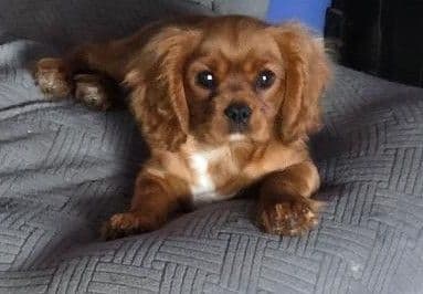 Cavalier King Charles Spaniel Puppies breeder image 1