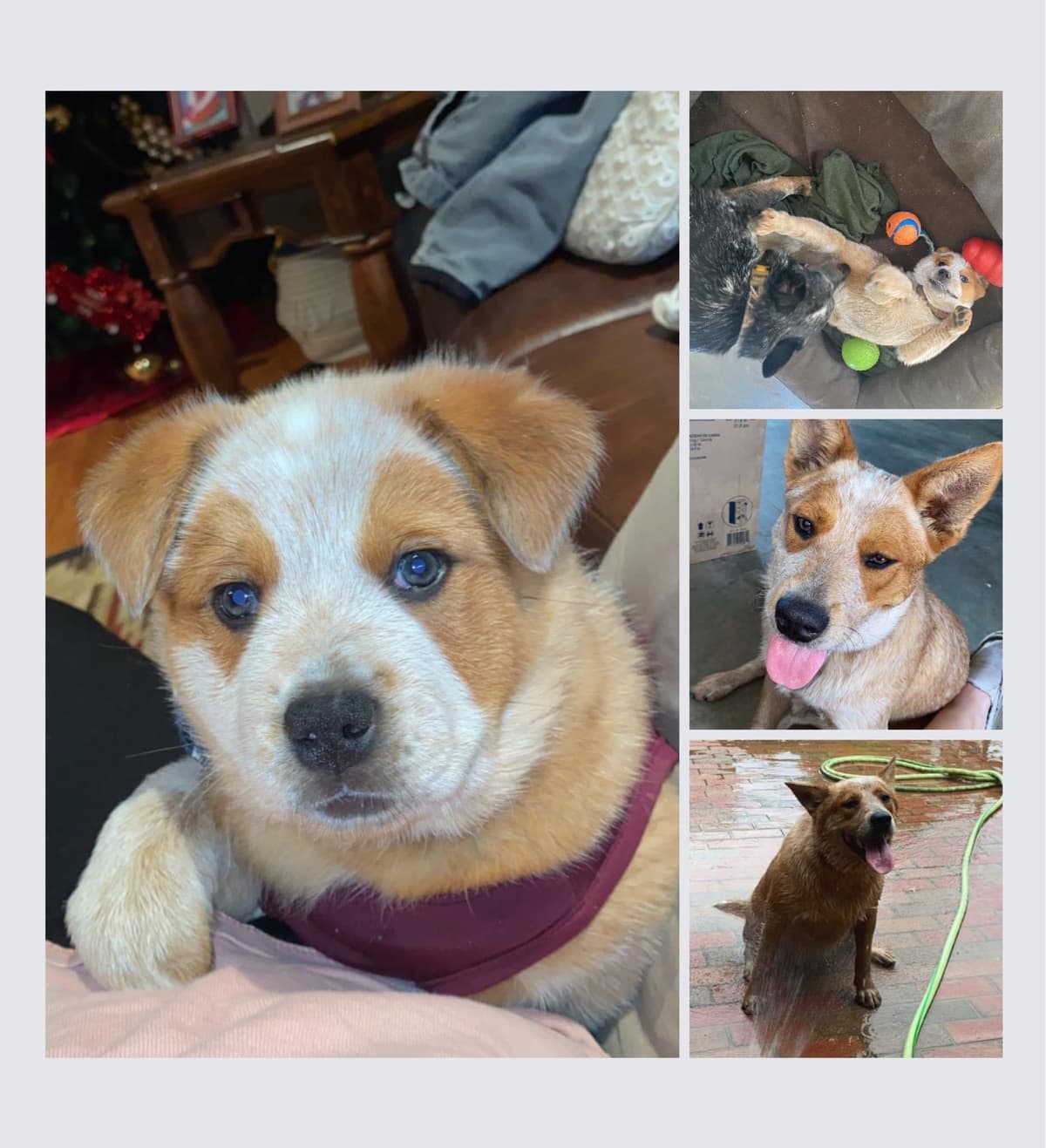 Pembroke Welsh Corgi Puppies breeder image 5