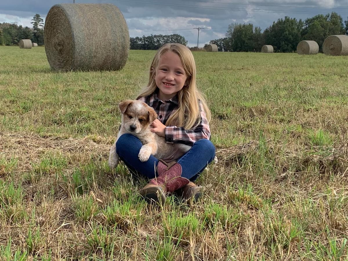 Pembroke Welsh Corgi Puppies breeder image 12
