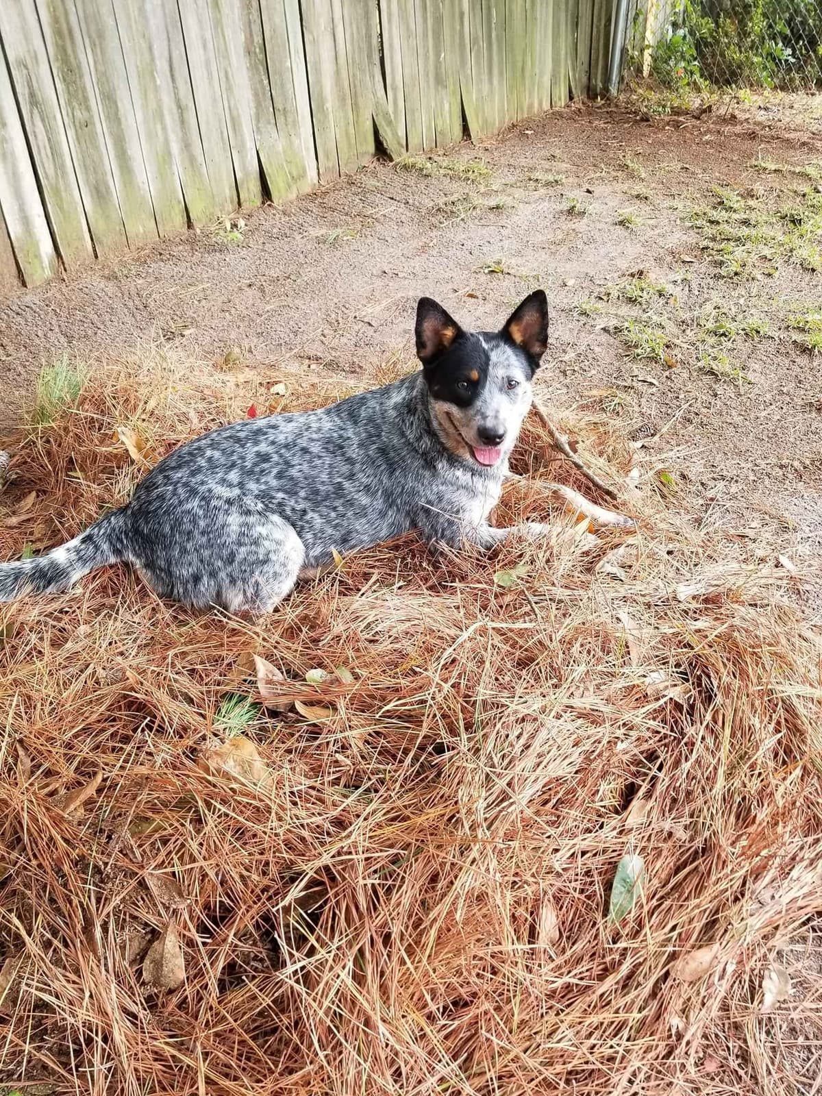 Pembroke Welsh Corgi Puppies breeder image 13