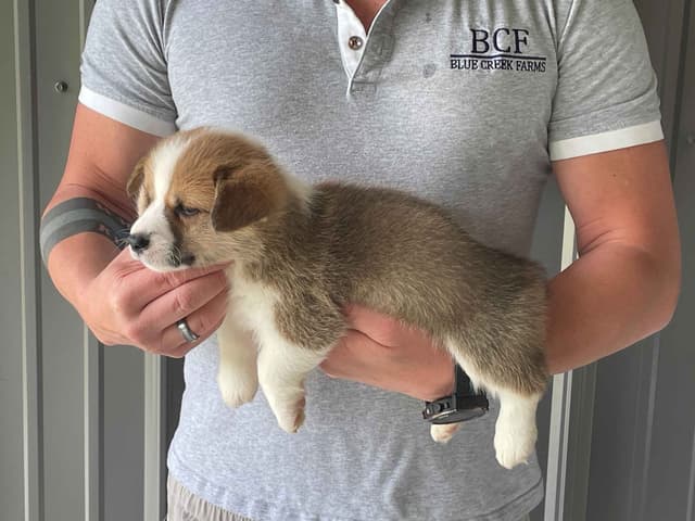 Pembroke Welsh Corgi Puppies media 2