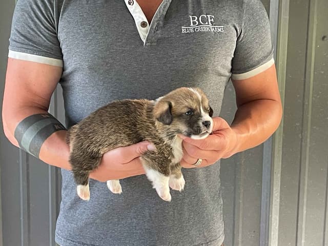 Pembroke Welsh Corgi Puppies media 2
