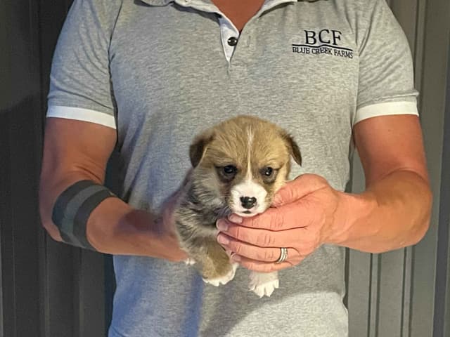 Pembroke Welsh Corgi Puppies media 2