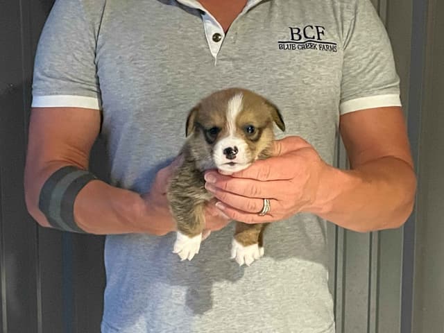 Pembroke Welsh Corgi Puppies media 3