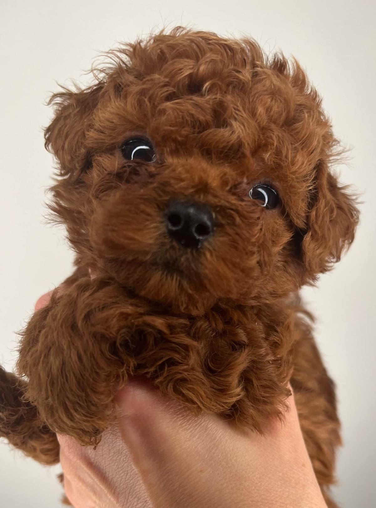 Poodle Puppies breeder image 1