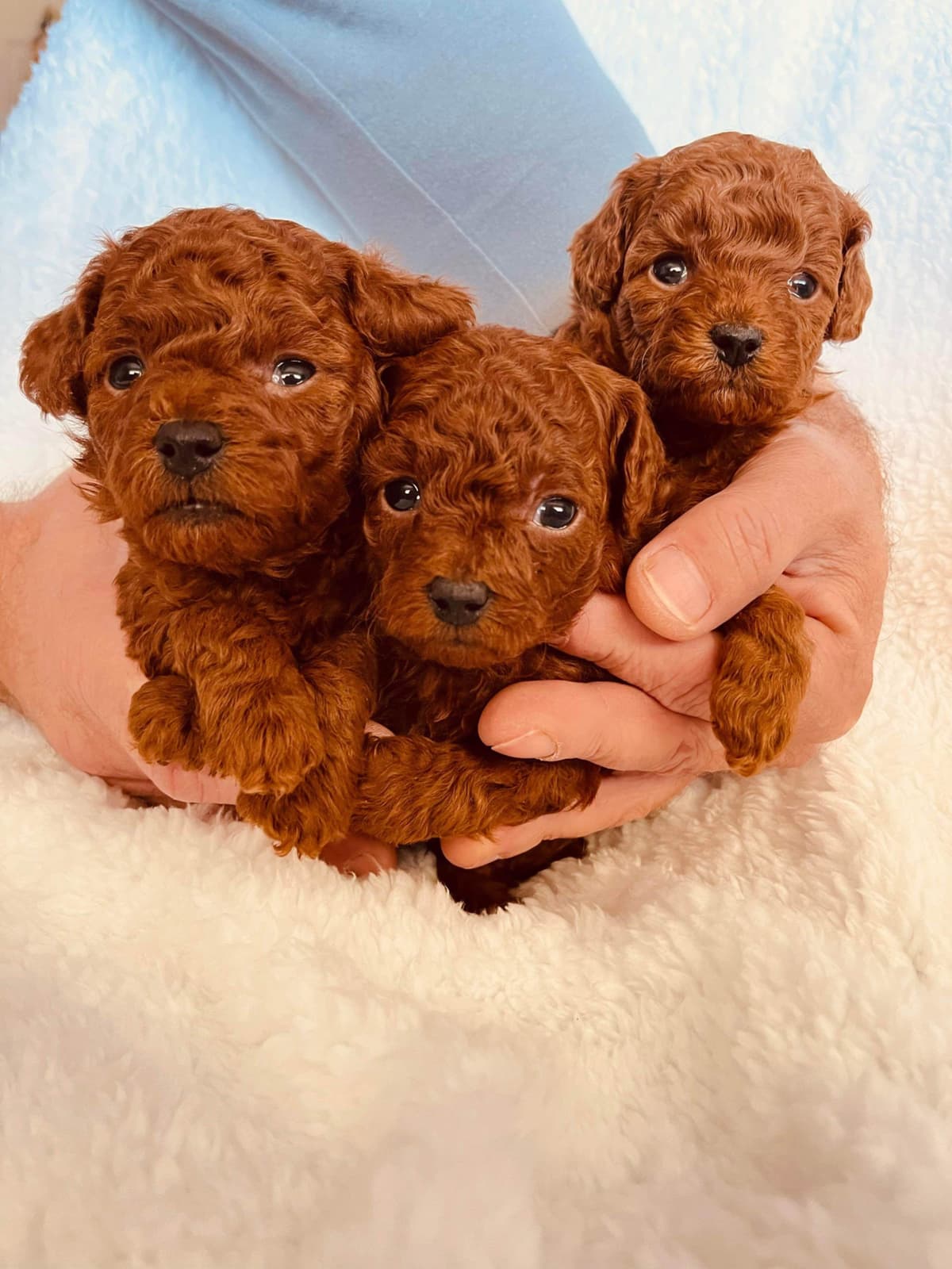 Poodle Puppies breeder image 2