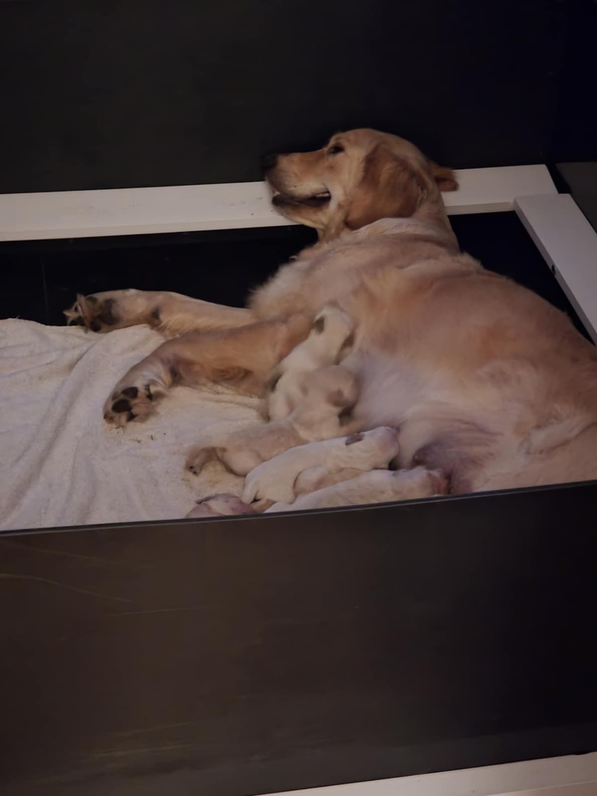 Golden Retriever Puppies breeder image 1
