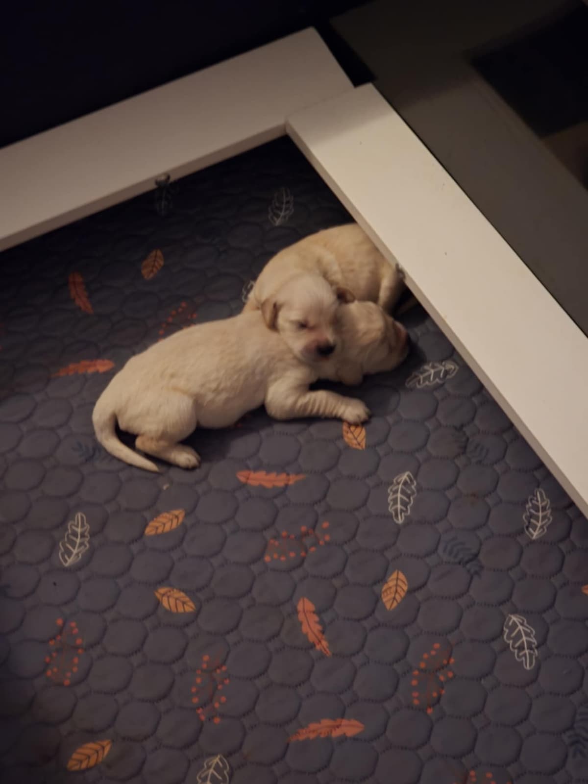 Golden Retriever Puppies breeder image 2