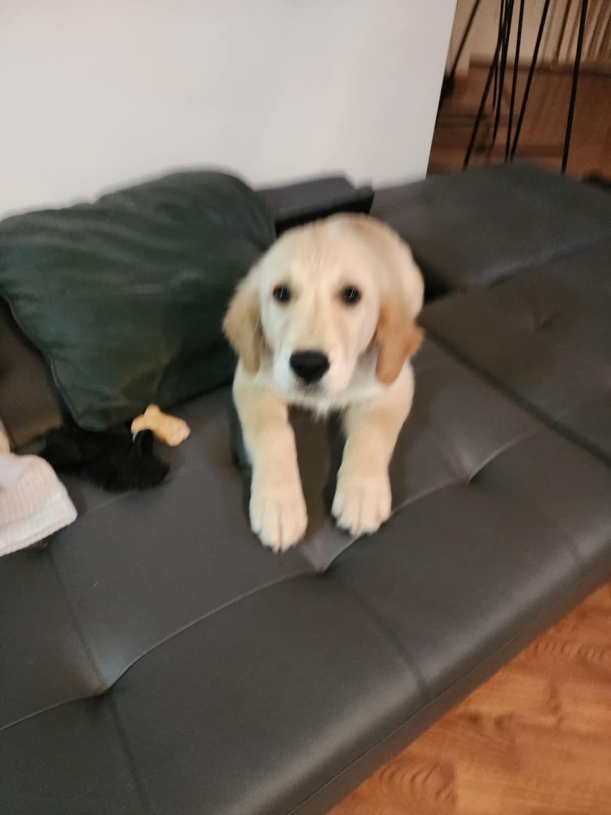 Golden Retriever Puppies breeder image 3