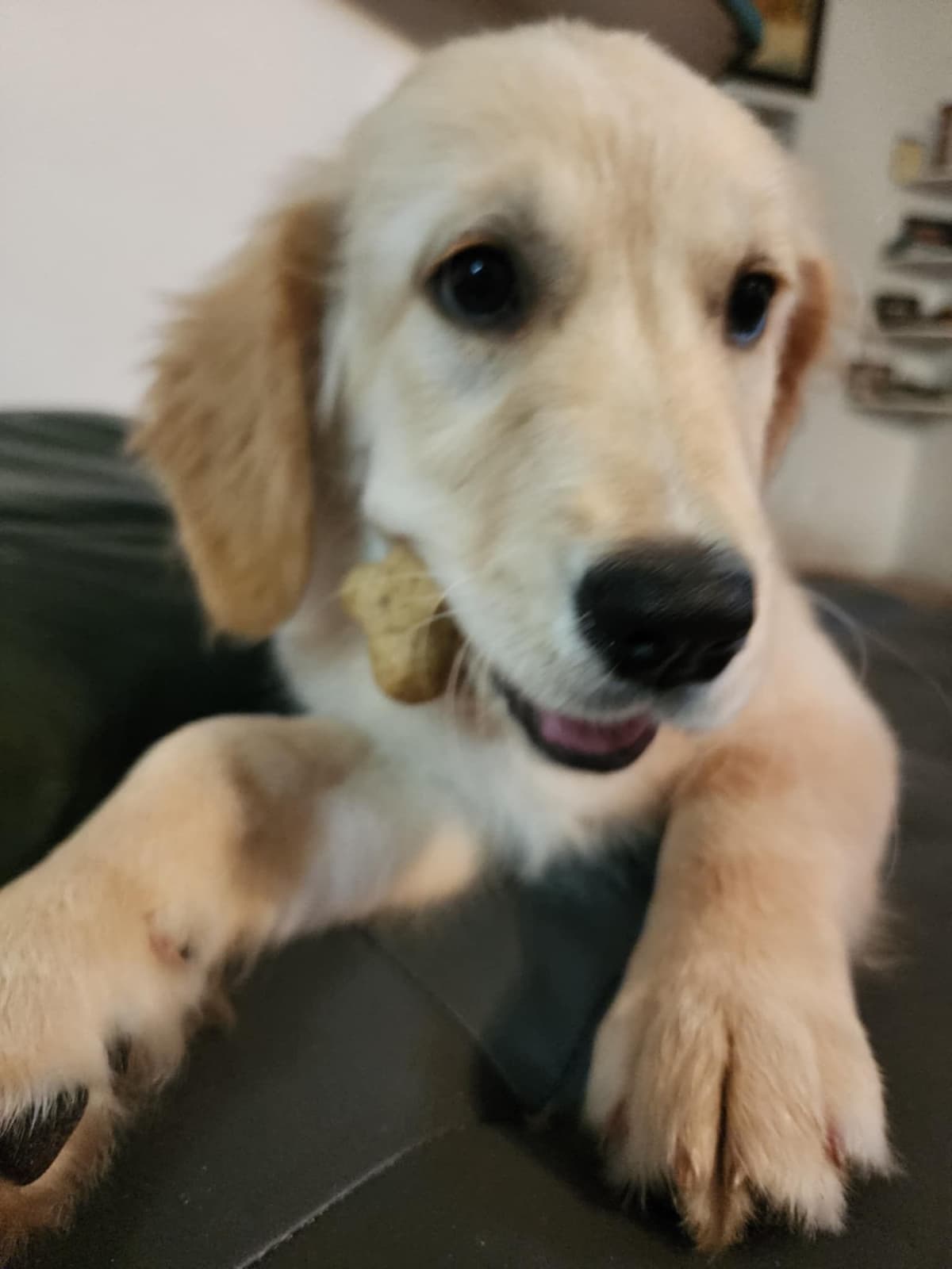 Golden Retriever Puppies breeder image 4