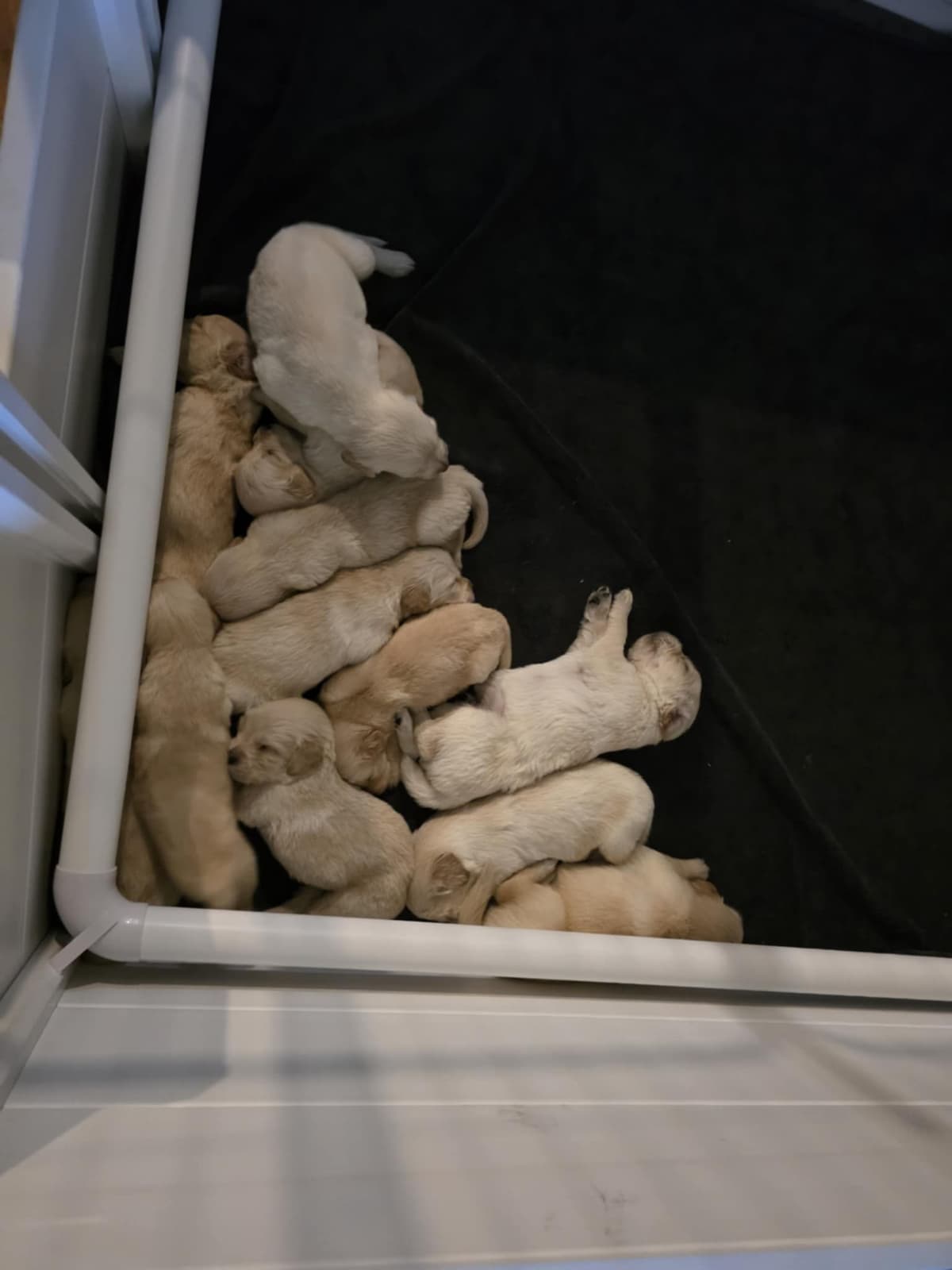 Golden Retriever Puppies breeder image 5