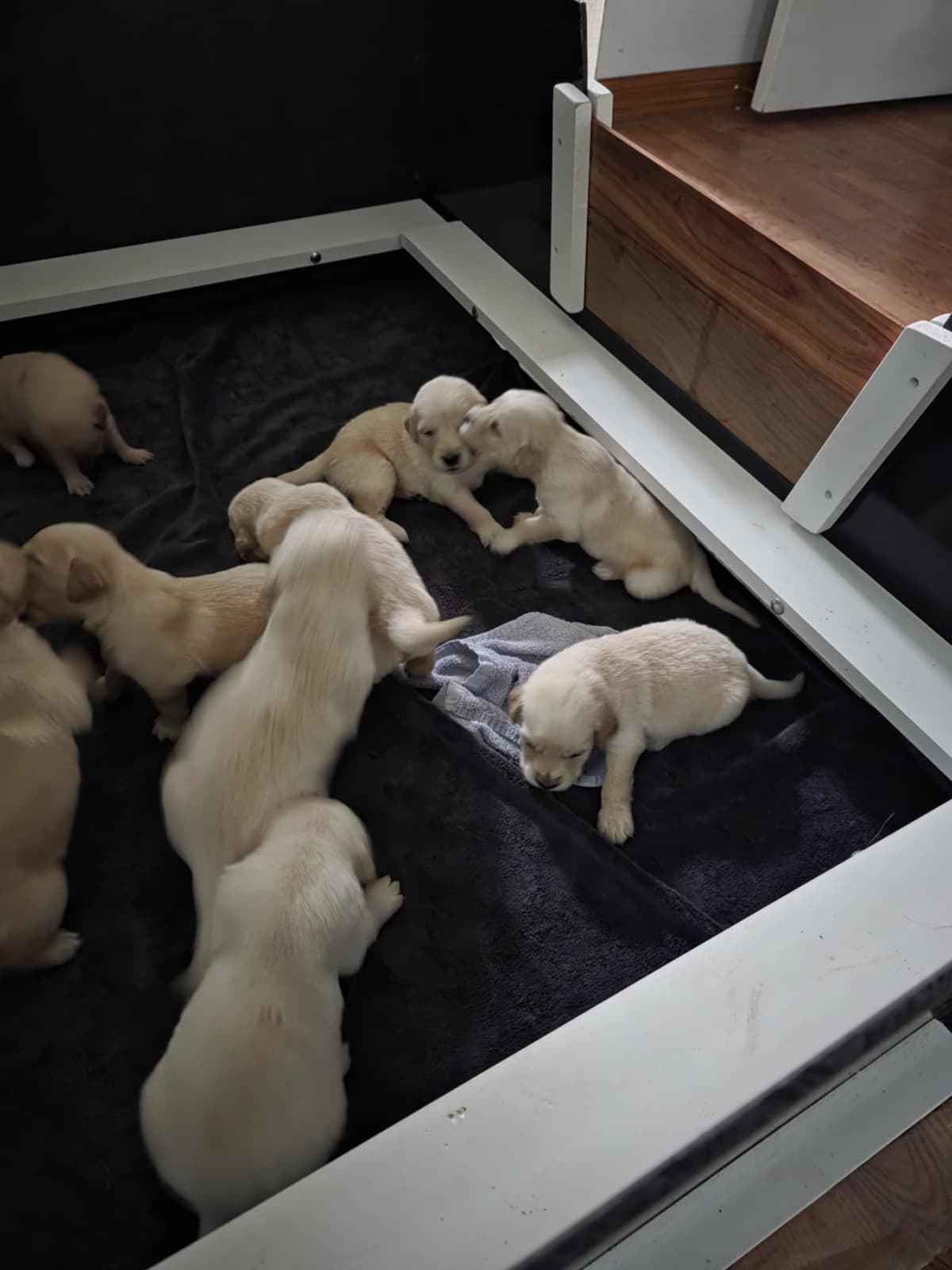 Golden Retriever Puppies breeder image 6