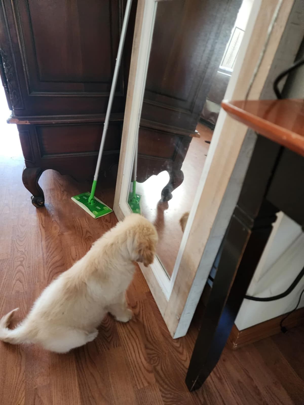 Golden Retriever Puppies breeder image 8