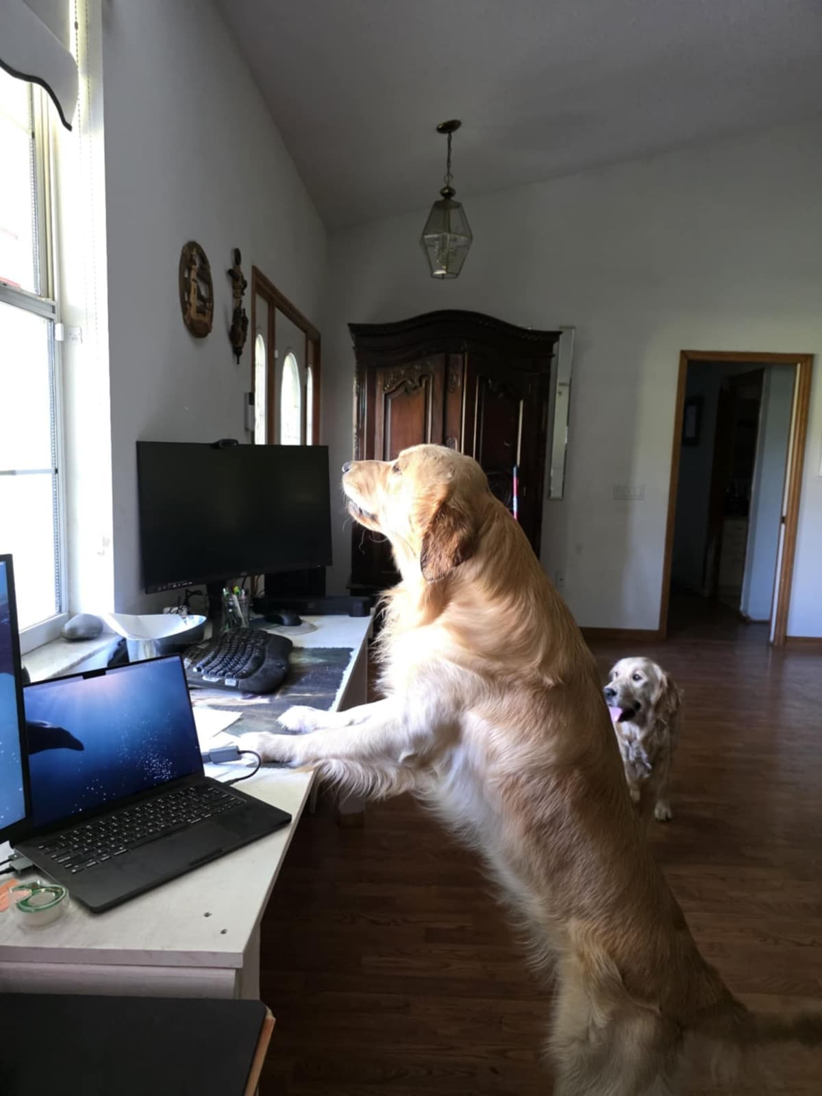 Golden Retriever Puppies breeder image 9