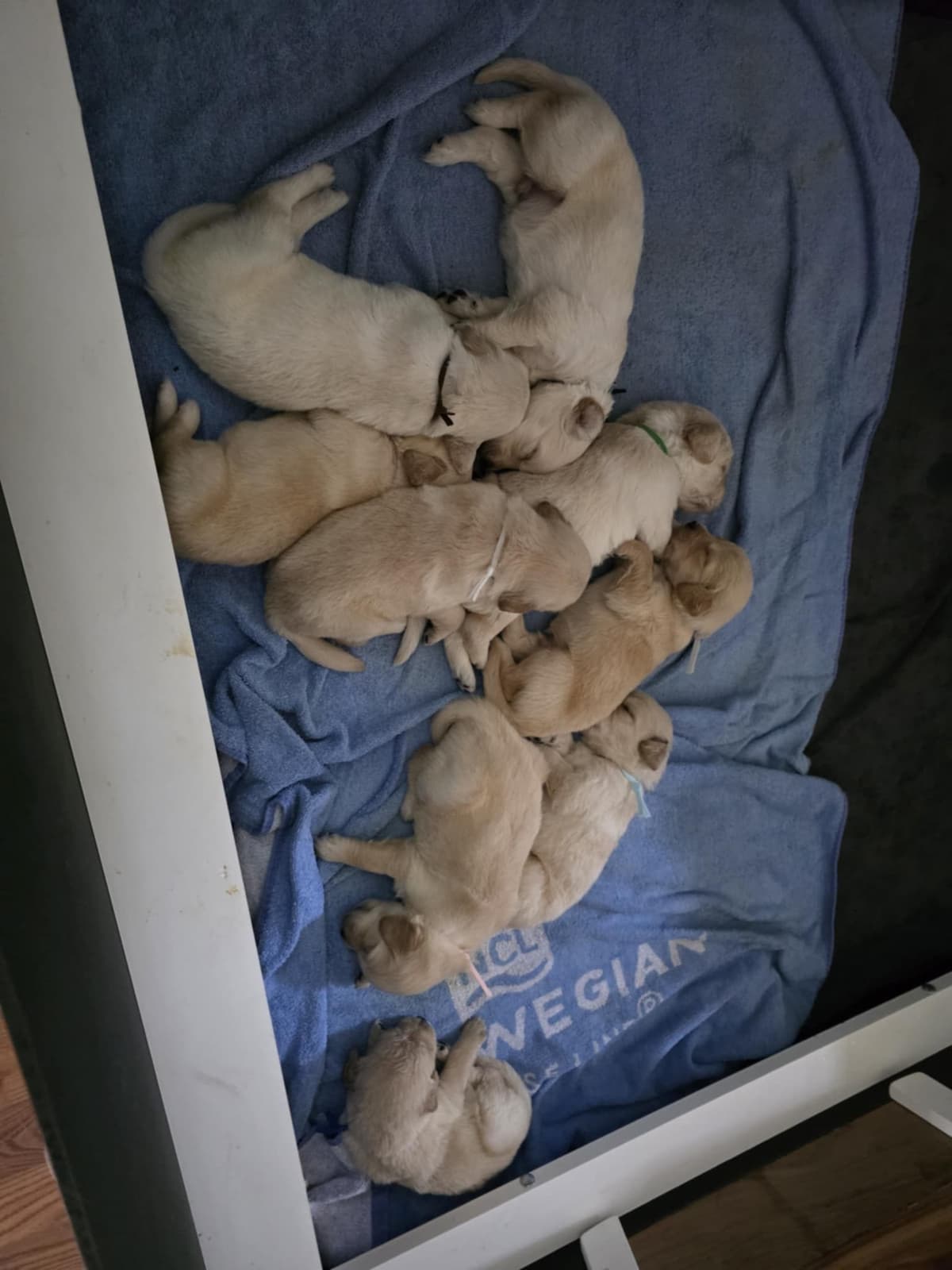 Golden Retriever Puppies breeder image 10
