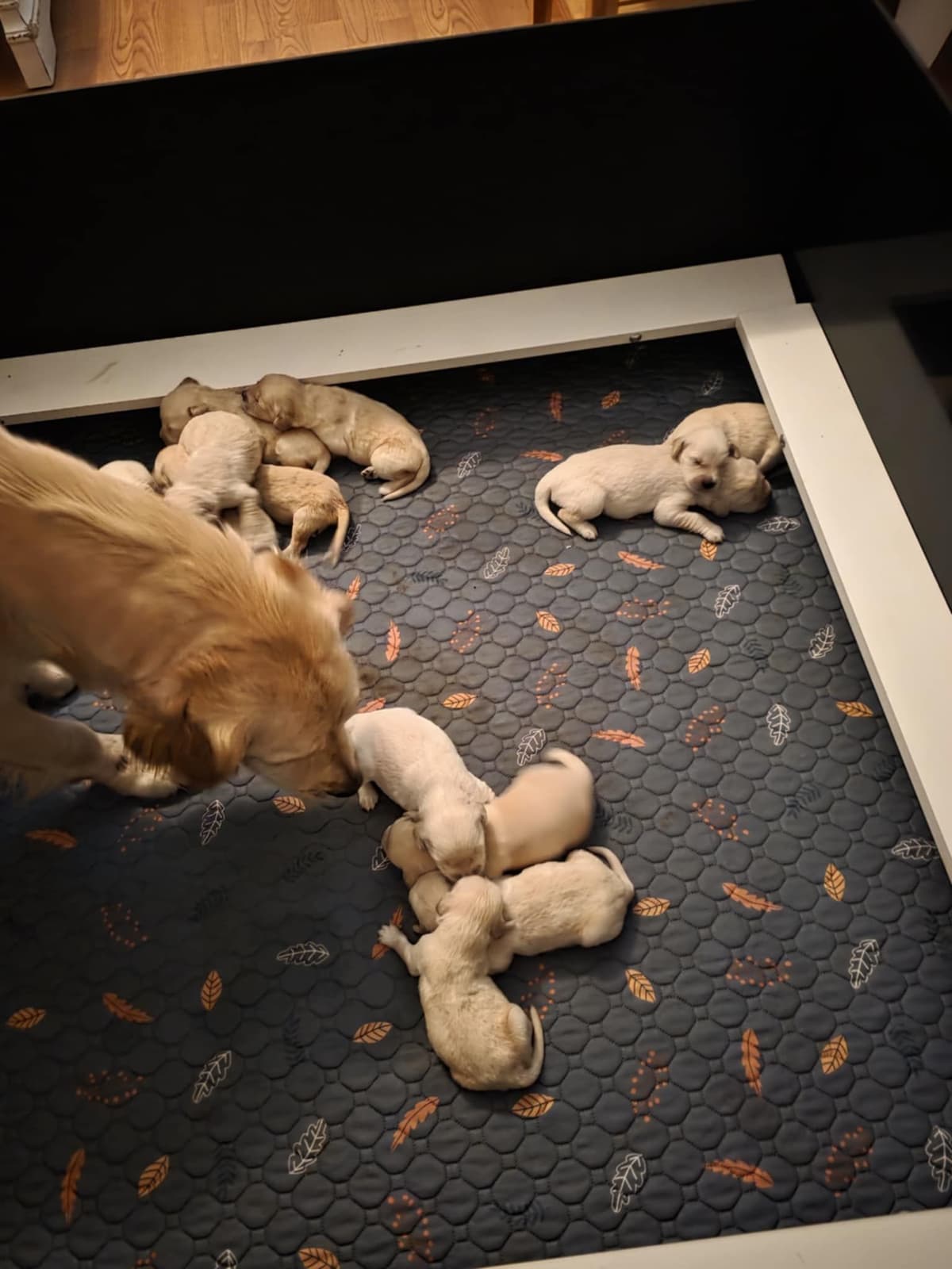Golden Retriever Puppies breeder image 14