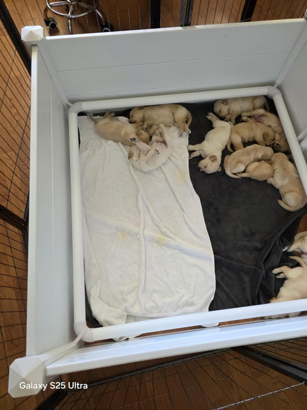 Golden Retriever Puppies breeder image 11