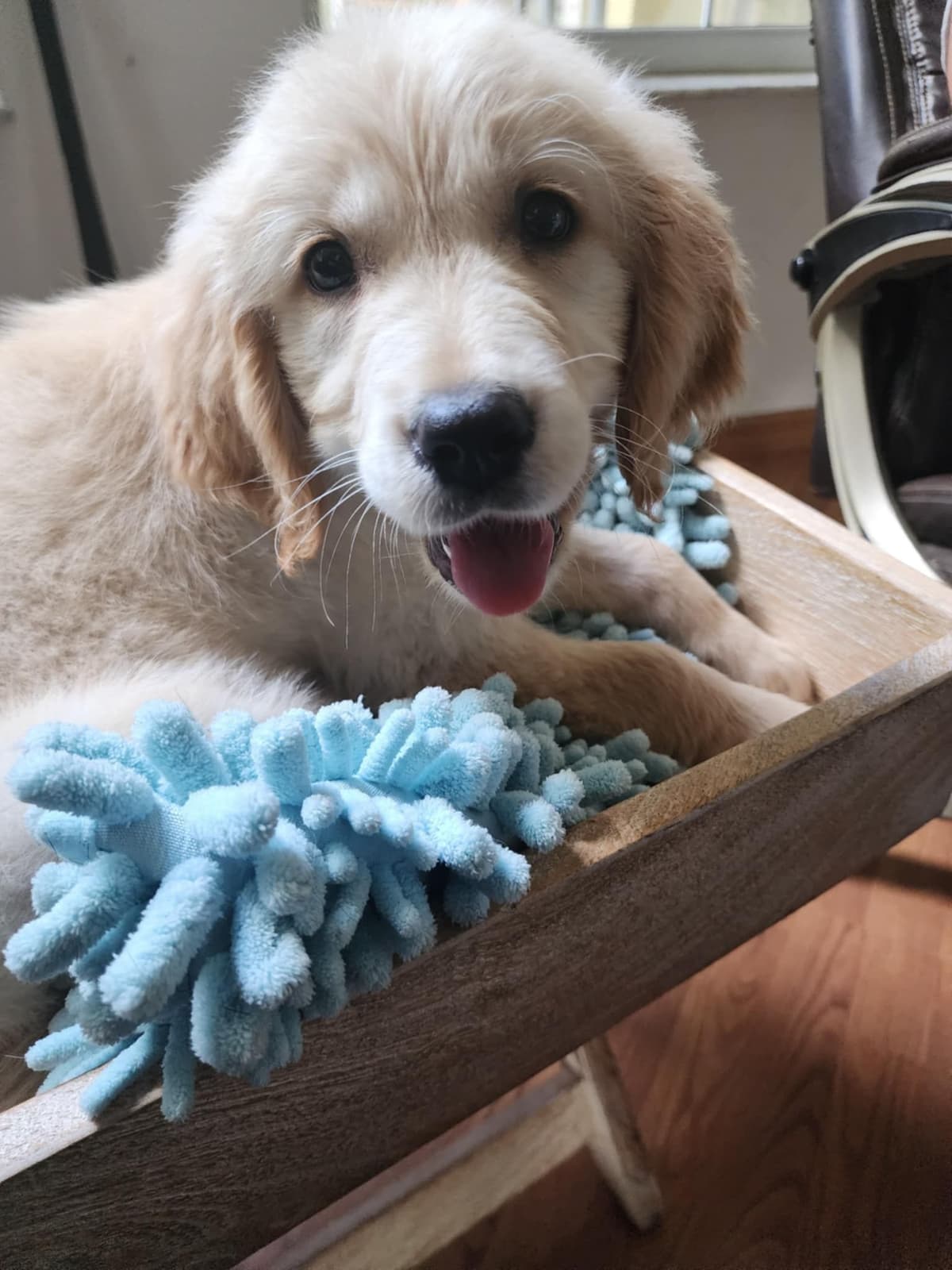 Golden Retriever Puppies breeder image 15