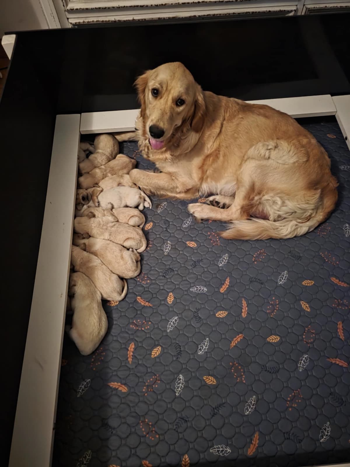 Golden Retriever Puppies breeder image 17
