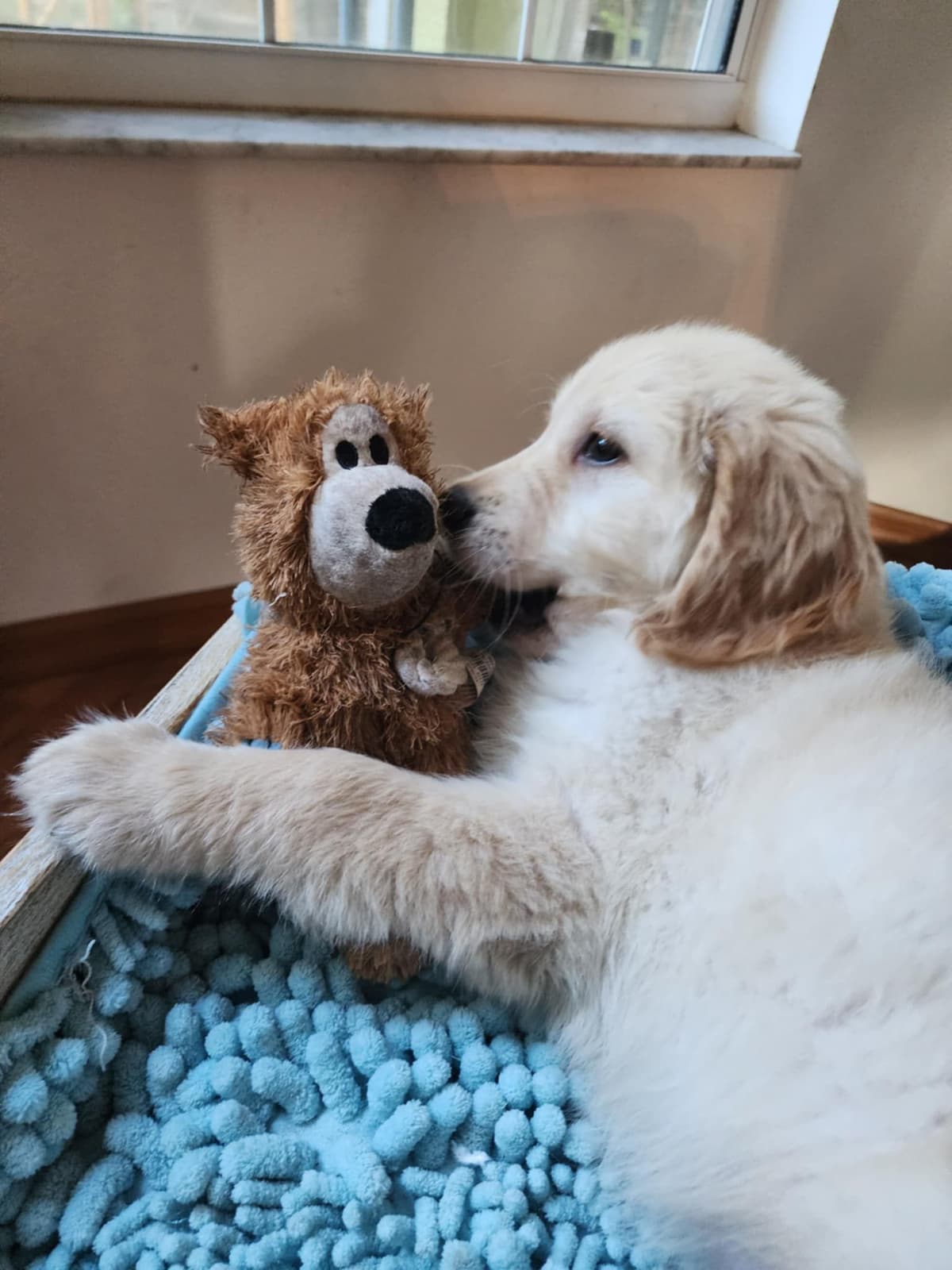 Golden Retriever Puppies breeder image 12