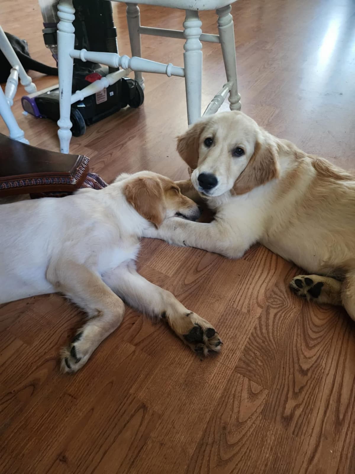 Golden Retriever Puppies breeder image 16