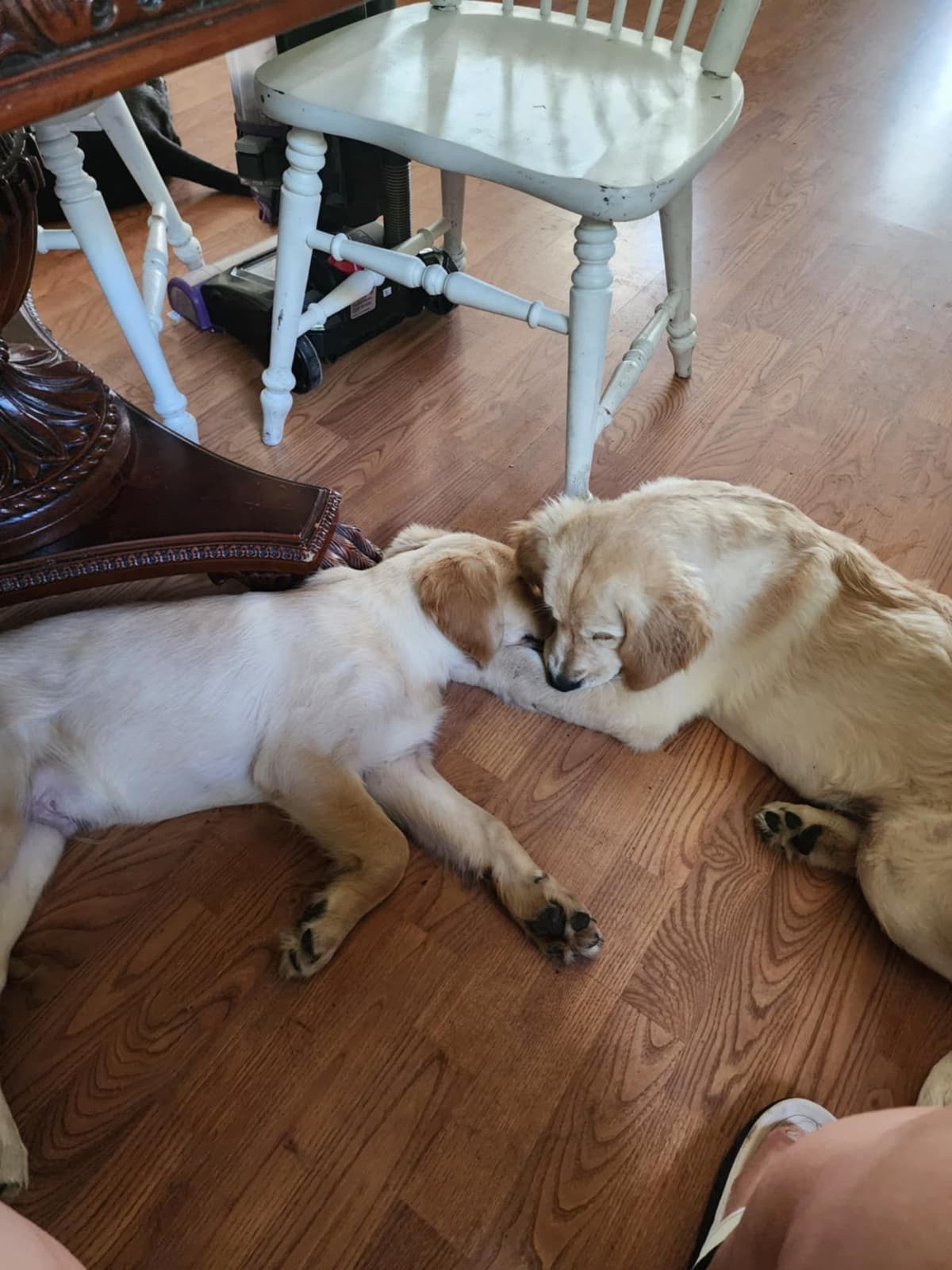 Golden Retriever Puppies breeder image 22