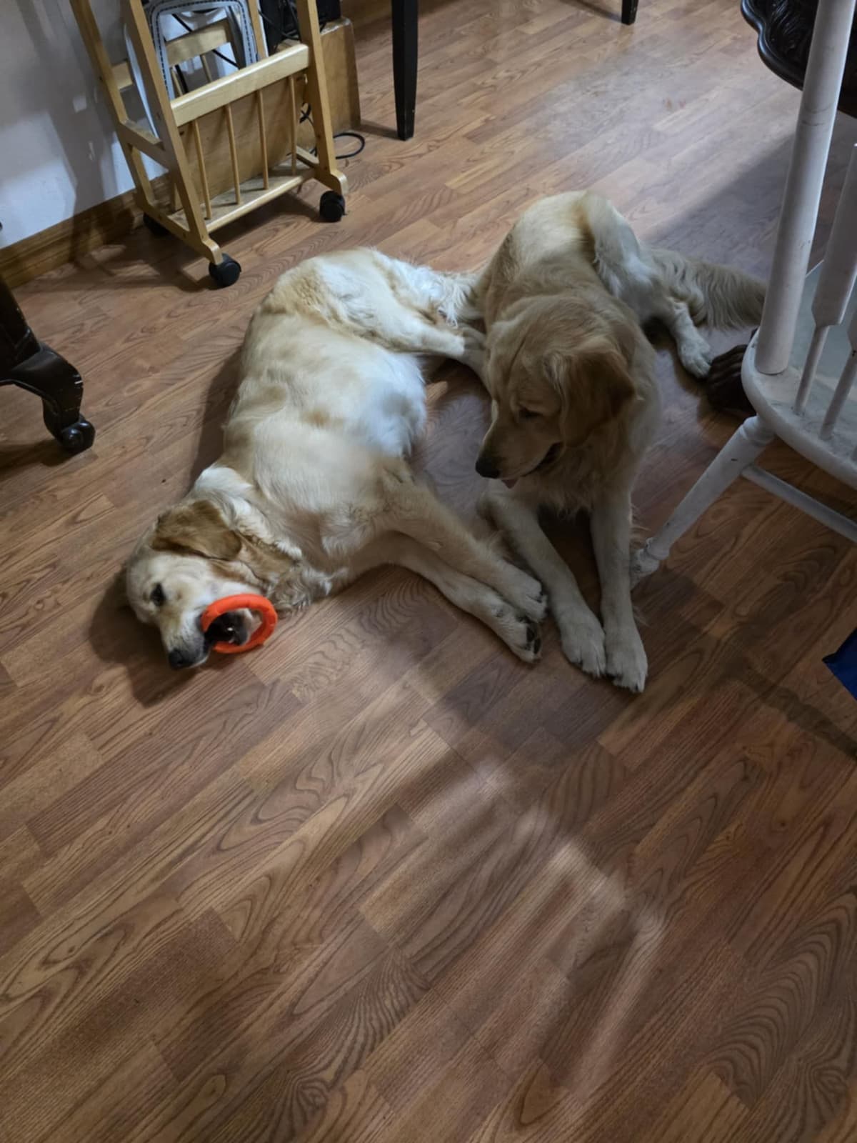 Golden Retriever Puppies breeder image 21