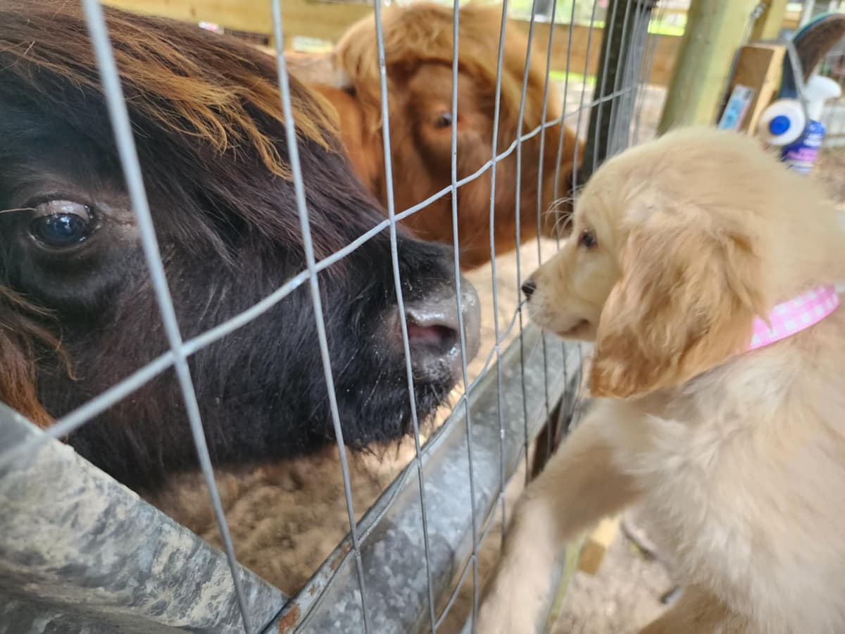 Golden Retriever Puppies breeder image 18