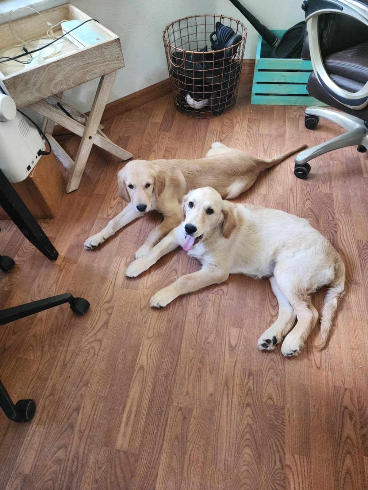 Golden Retriever Puppies breeder image 20