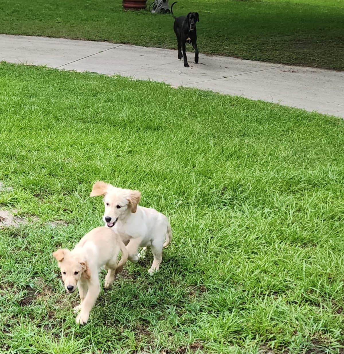 Golden Retriever Puppies breeder image 23