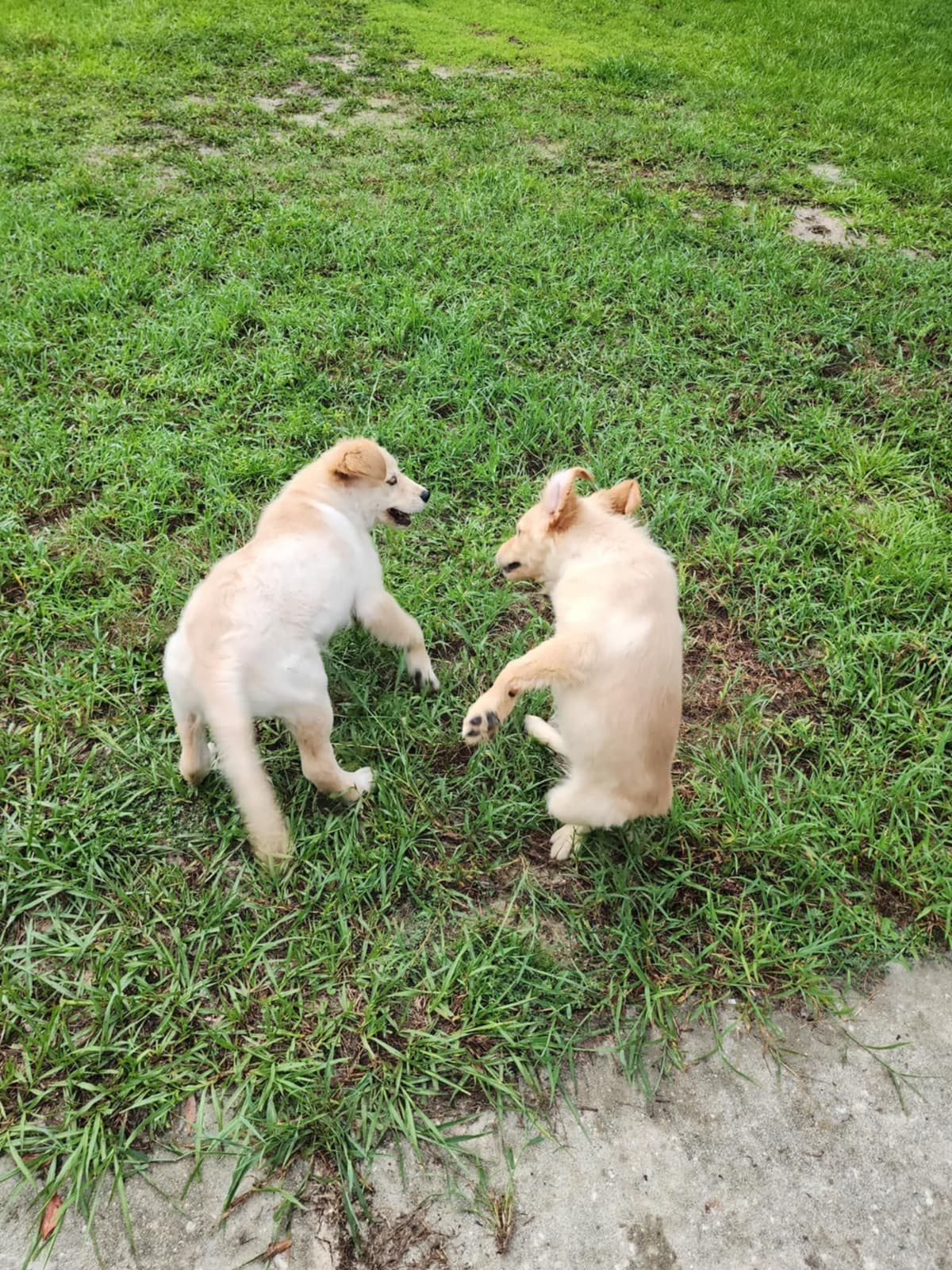 Golden Retriever Puppies breeder image 25