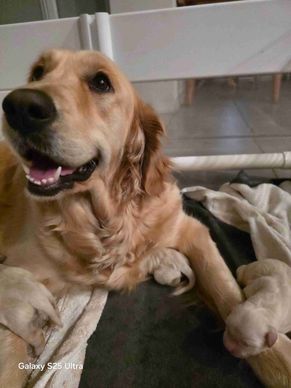 Golden Retriever Puppies breeder image 26