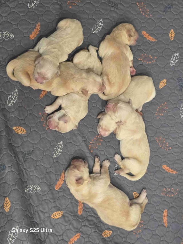 Golden Retriever Puppies media 7