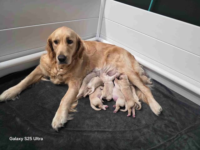 Golden Retriever Puppies media 6
