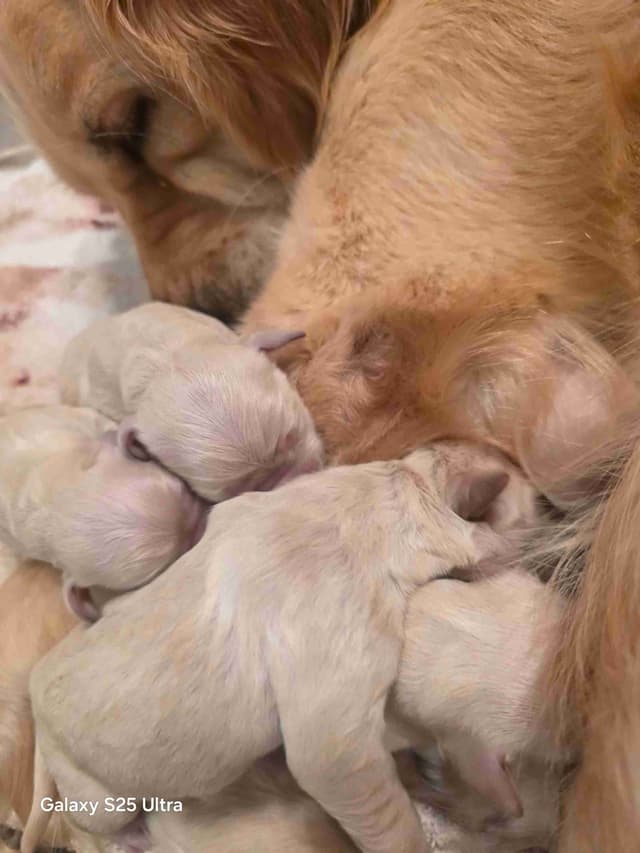 Golden Retriever Puppies media 5