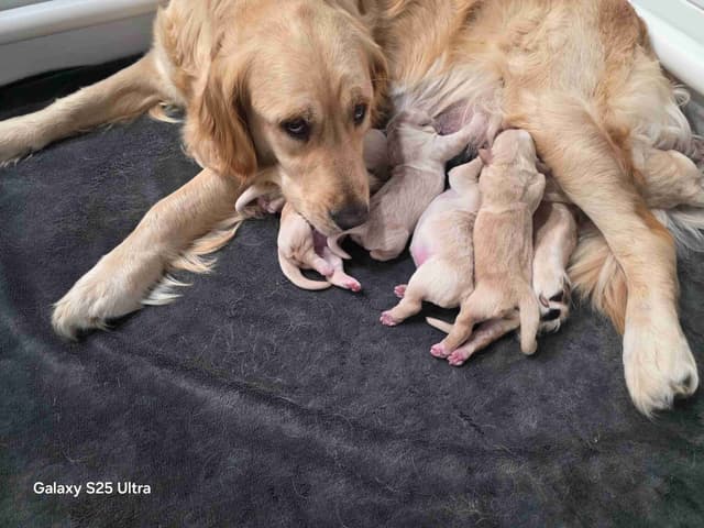 Golden Retriever Puppies media 8