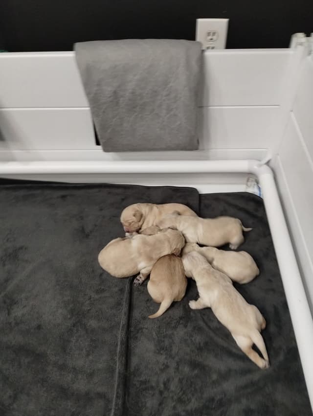 Golden Retriever Puppies media 9