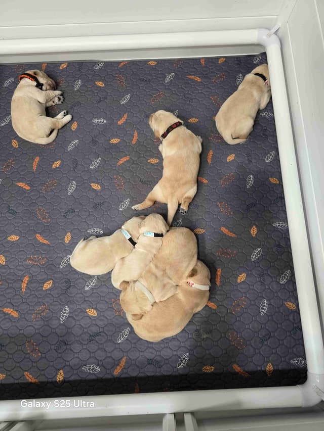 Golden Retriever Puppies media 11